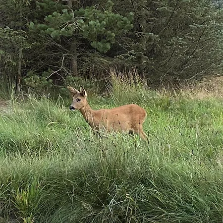 Bl1650-saltum-tolhoj-19 بيت للعطل Saltum
